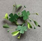 PCS Artificial Shamrocks Taper Candle Rings Wreaths 1.38″ Mini 6 Lrish
