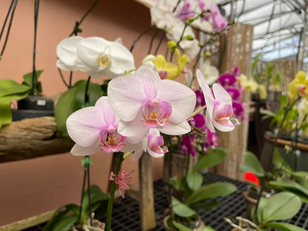 Phalaenopsis Orchid – In bloom or spike (Growers Choice)