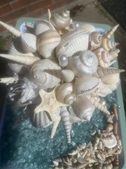 Natural Seashell Wedding Bouquet, Forever Keepsake, Beautiful One Of A Kind