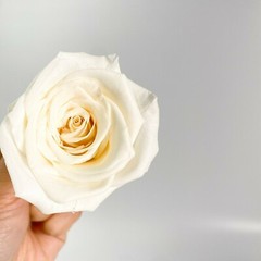 Preserved Rose FLower 6Pcs / Gift Box Head 5-5.5cm