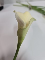 Vintage Real Touch White Calla Lily Bunch Of 8 Ashland Classic Tradition 15 Inch