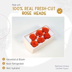 Preserved Rose FLower 6Pcs / Gift Box Head 5-5.5cm