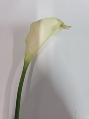 Vintage Real Touch White Calla Lily Bunch Of 8 Ashland Classic Tradition 15 Inch