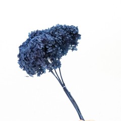 Dried Hydrangea Annabelle Navy Blue Preserved Flower Floral Decor Home Wedding