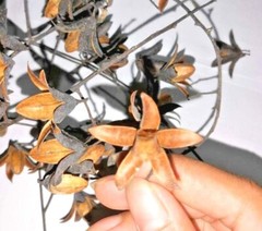 Dry flowers for make beautiful decorations wall decorations 20 flowers in set