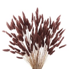120pcs Dark Brown Bunny Tails Dried Flowers, 17″ Ancora Red