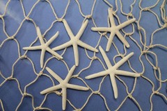 10-SMALL White Finger Starfish, 2″-3″,Beach Decor,Wedding flower supply,SS-589