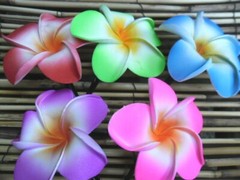 Frangipani Hairclips – colours & white – S – L