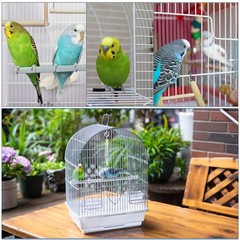 Capuca Small Bird Travel Cage – Lightweight Starter Kit for Parakeets, Lovebirds