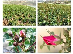 Flower Petals and Buds Variety Rose 4 Bags Includes Rose Peta Flowers Roses