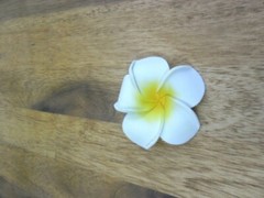 Bali Frangipani Neoprene/Foam Flowers x 20(white/black) Wedding,Decoration x 7cm