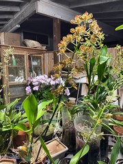 Grammatophyllum scriptum ‘Leopard NN’ (big blooming monster hybrid gram)6-8″