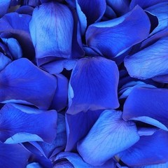 Natural Rose Petals Wedding Decor Romantic Nights Proposal Decorations Crafting