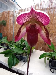 Paph. Maudiae hybrids (Set of 3)white green stripes, purple, spotted