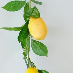 3 Strands Lemon Artificial Vines, 71″ Lemon Silk Vine Garland with Lemon Vine