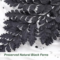 Black Dried Boston Ferns – 10 PCS – 15” Real – Dried Black