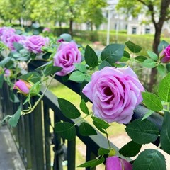 5.9FT Bendable Rose Flower Garlands, Artificial Silk Wild Roses Vine 2 Purple