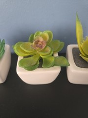 3 Green Assorted Faux Echeveria Succulent Plants White Ceramic Pots Party