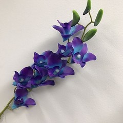 3 x LATEX TOUCH SINGAPORE BLUE PURPLE ORCHID DENDROBIUM ORCHIDS FLOWER FLOWERS