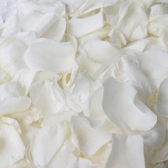 Dried Real White Rose Petals 2.1oz Freeze Preserved Flower Petals Valentine’s