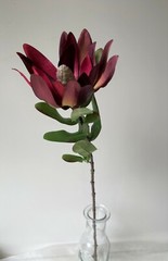 Australian Native Flower Silk Leucadendron Flowers Burgundy Red Artificial Stem