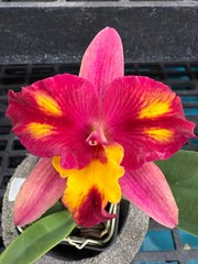 Pot. Cosmic Sparks Slc. Fire Fantasy ‘Royalty’ x Pot. Golden Circle ‘OPRL’