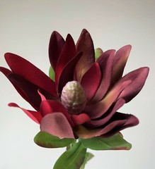 Australian Native Flower Silk Leucadendron Flowers Burgundy Red Artificial Stem