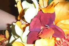 Tropical Orchid Cascade Bouquet