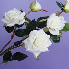 2 CREAM 38″ SINGLE STEM SILK ROSES Bouquets Wedding Centerpieces Decorations