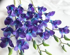 3 x LATEX TOUCH SINGAPORE BLUE PURPLE ORCHID DENDROBIUM ORCHIDS FLOWER FLOWERS