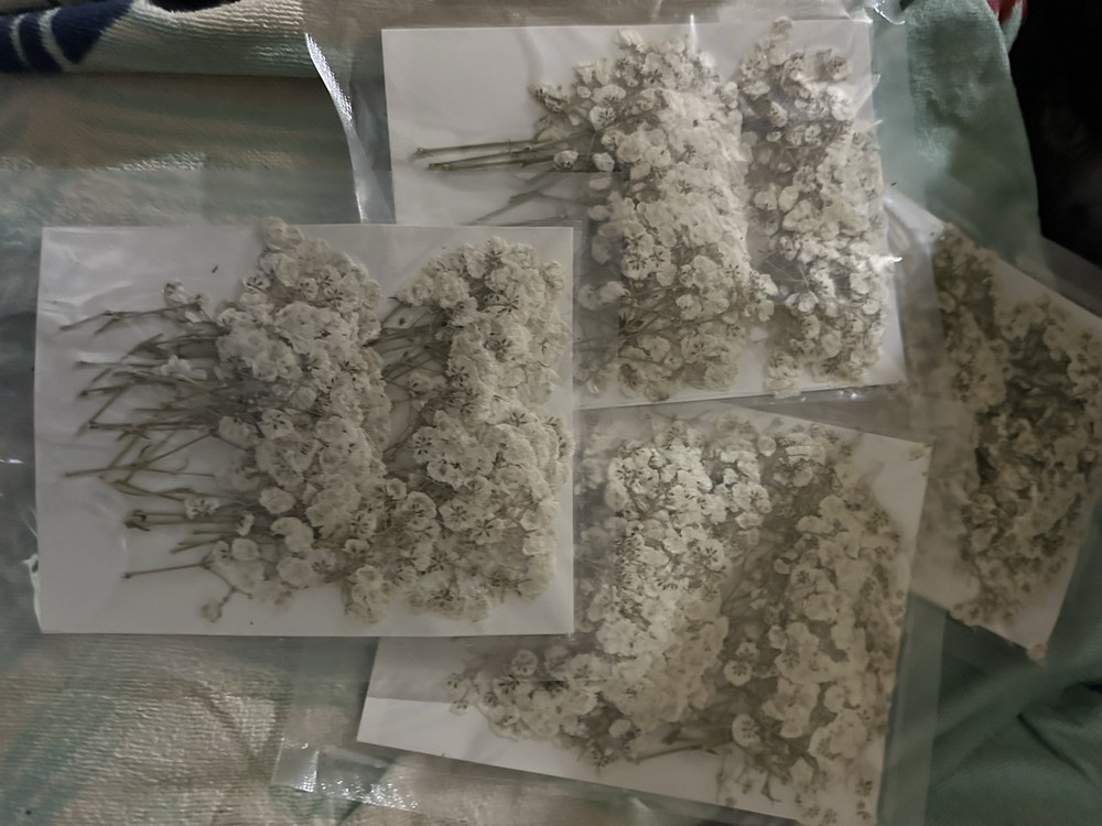Wedding Floral Baby Breath Dried In Vacuum Sealed Packages NEW
