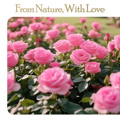 27 Preserved Flowers Rose Birthday Gifts for 27 Roses, Romantic Pink