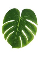 24 Green ARTIFICIAL MONSTERA LEAVES Tropical Greenery Party Events Decorations