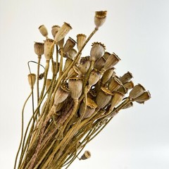 Natural Poppy Decor Dried Flowers Home Wedding Long-lasting Beauty Fast dispatch
