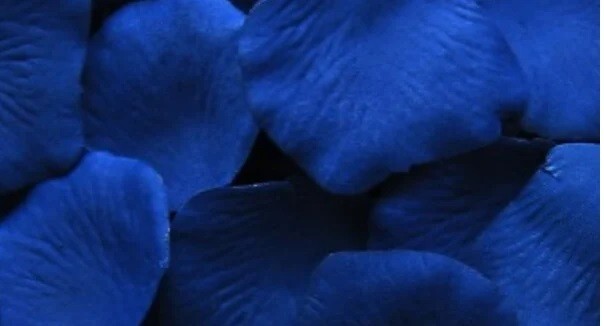 100 – new – SILK DEEP NAVY-BLUE PETALS – for the wedding isle, bath, bed or ?