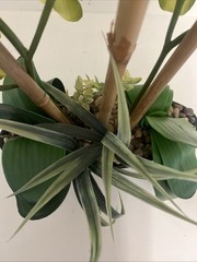 Huge Orchid Flower Display 17in Green Artificial Silk Flowers in Black Pot Faux