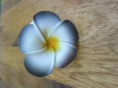 Bali Frangipani Neoprene/Foam Flowers x 20(white/black) Wedding,Decoration x 7cm