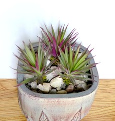 Agave Gladiolu Cacti Mini Grasses Artificial Fake Plants Succulents
