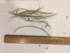Pampas Grass Boho Home Decor 17 Inch Natural Dried Flowers