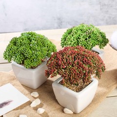 Set of 3 6″ tall Assorted Faux Sedum Succulent Plants with Off White Pots SALE