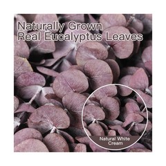 20 Pcs Dried Eucalyptus Stems, 17” Natural Real Live Purple Eucalyptus Leave…