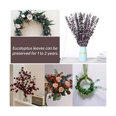 20 Pcs Dried Eucalyptus Stems, 17” Natural Real Live Purple Eucalyptus Leave…