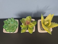 3 Green Assorted Faux Echeveria Succulent Plants White Ceramic Pots Party