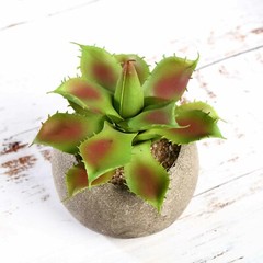 Green 3 Assorted 5″ Faux Home Garden Aloe Succulent Plants Round Pots Sale