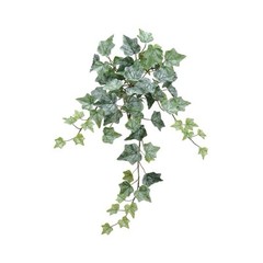 Frosted English Ivy Bush 22”