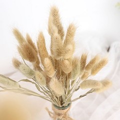 NATURAL 50 Stems 15″ Rabbit Tail Dried Natural Pampas Grass SPRAYS Party Events