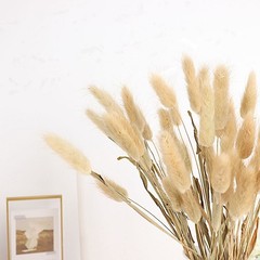 NATURAL 50 Stems 15″ Rabbit Tail Dried Natural Pampas Grass SPRAYS Party Events