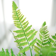 2 Green 19″ Artificial Boston Fern LEAVES Faux Greenery STEMS Party Decorations