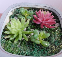 4 Artificial Succulents 3 Stem Yacon Red Finger Lotus Grass
