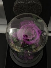 DENIMOMO Flowers Roses Gifts for Women Her,Forever H7.8in W4.7in, Purple Rose